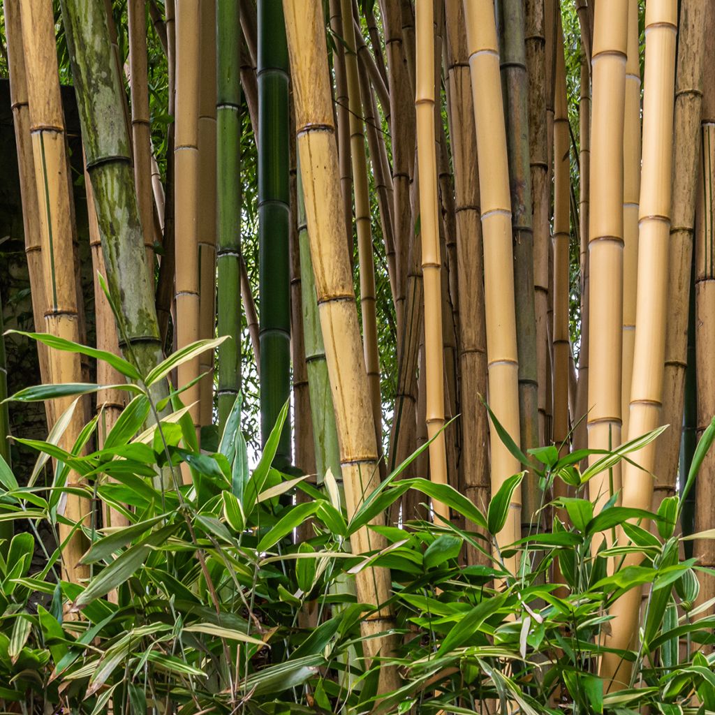 Bambusa multiplex Alphonse Karr
