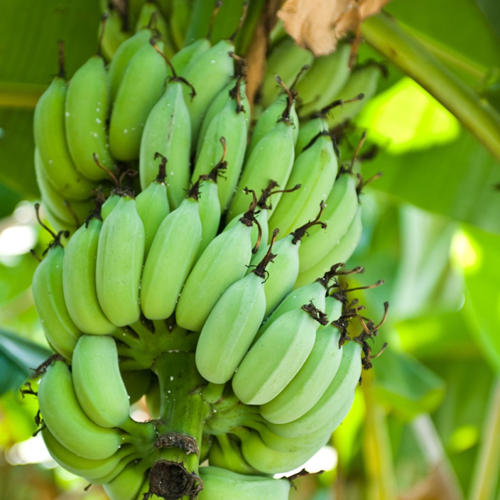 Musa sikkimensis Himalayensis Speciosa - Bananeira-do-Sikkim
