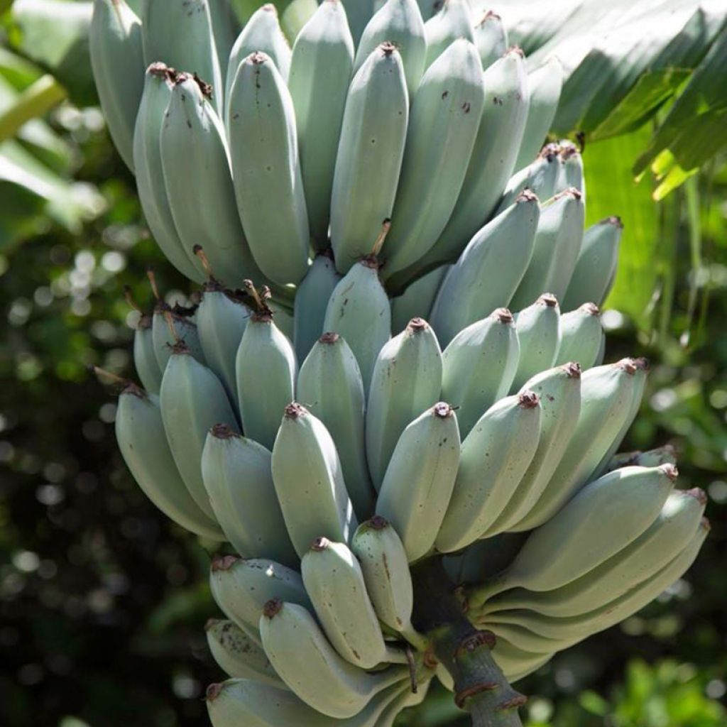 Bananeira Ice Cream - Musa acuminata × balbisiana
