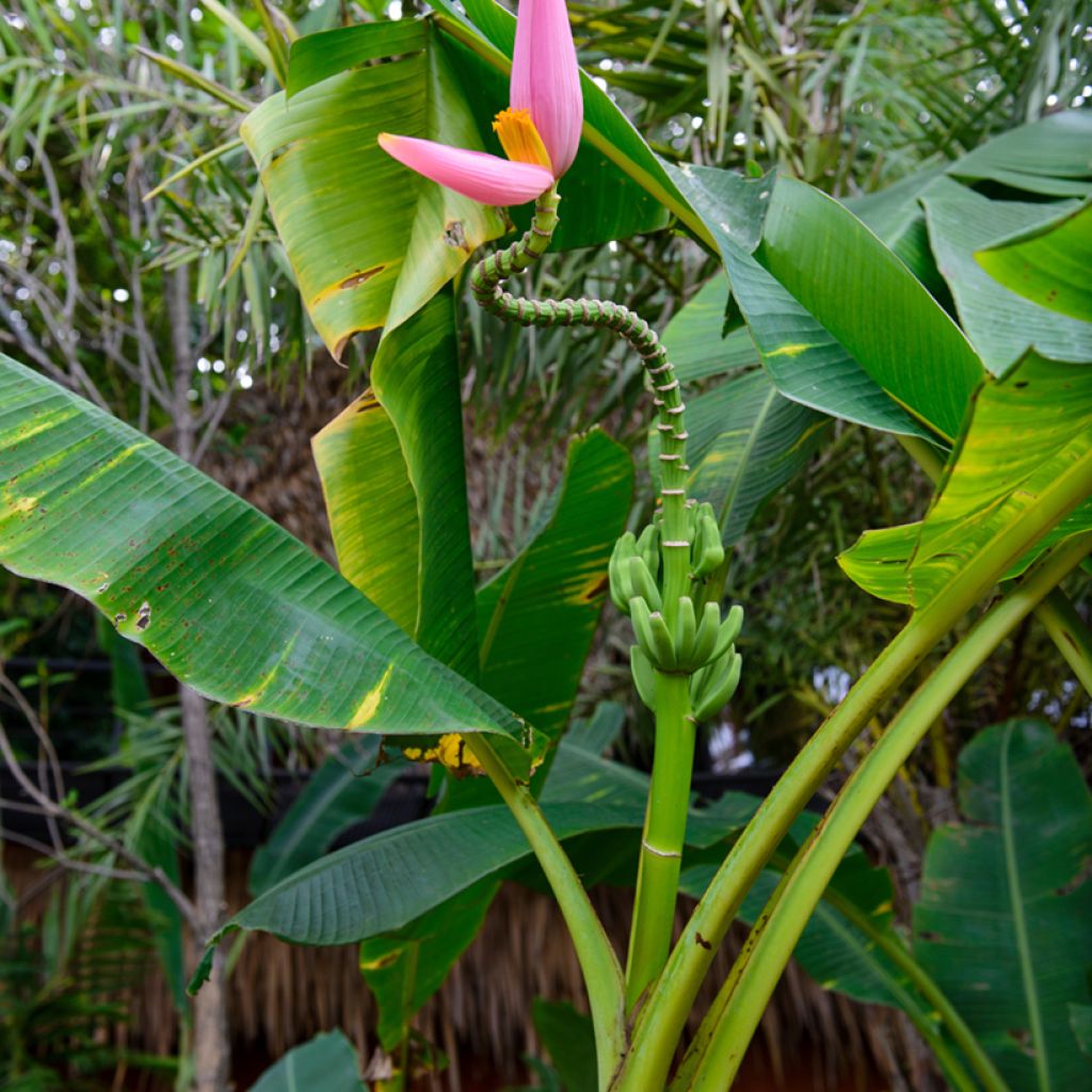 Musa velutina - Bananeira-rosa