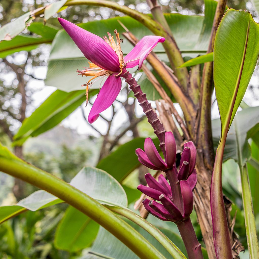 Bananeira-vermelha Red Dacca - Musa acuminata