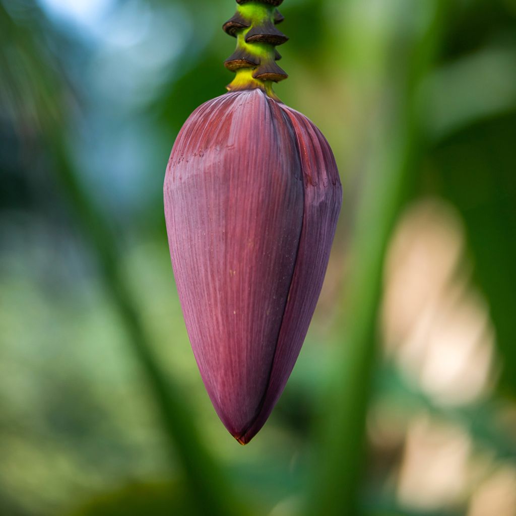 Bananeira-vermelha Red Dacca - Musa acuminata