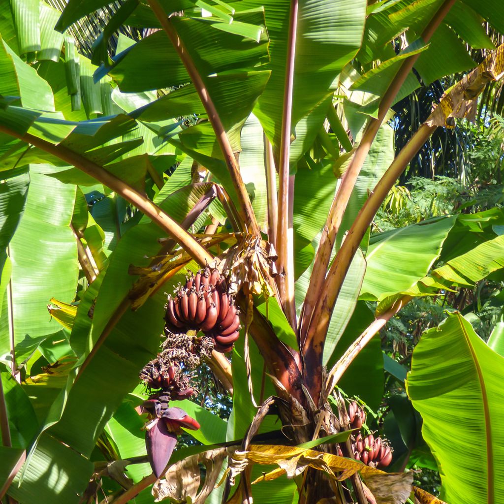 Bananeira-vermelha Red Dacca - Musa acuminata