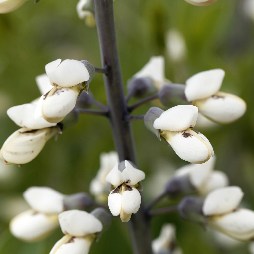 Baptisia alba - Falso índigo branco