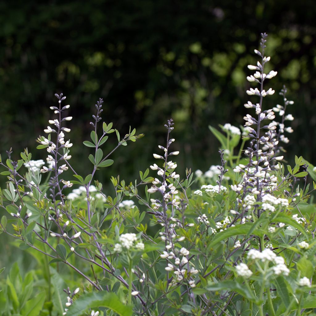 Baptisia alba - Falso índigo branco