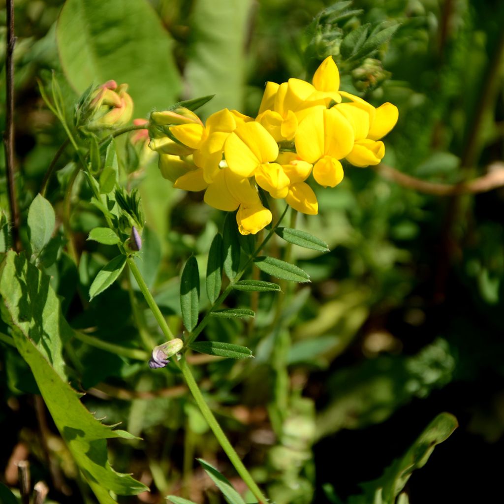 Baptisia tinctoria