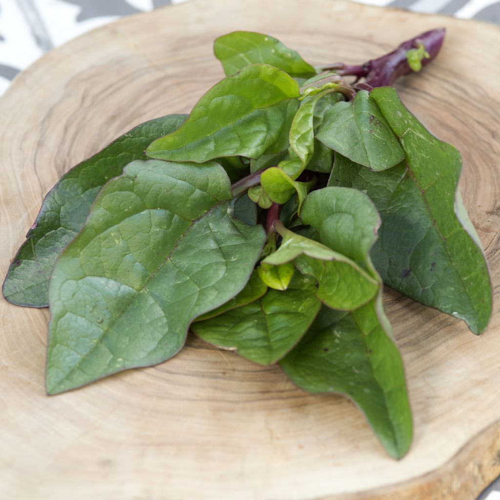 Espinafre de Malabar Select