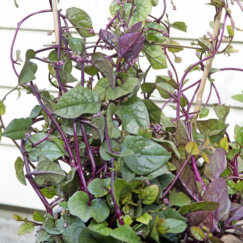 Espinafre de Malabar Select