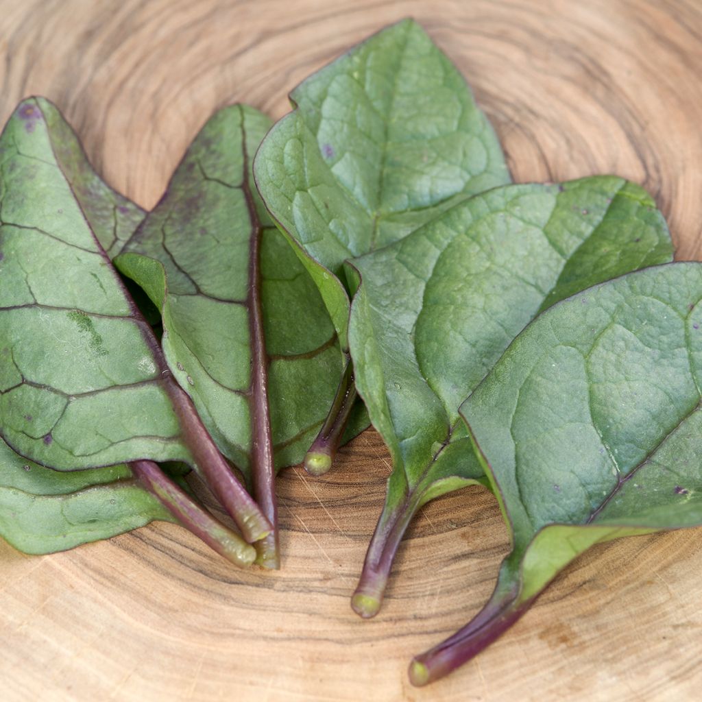 Espinafre de Malabar Select