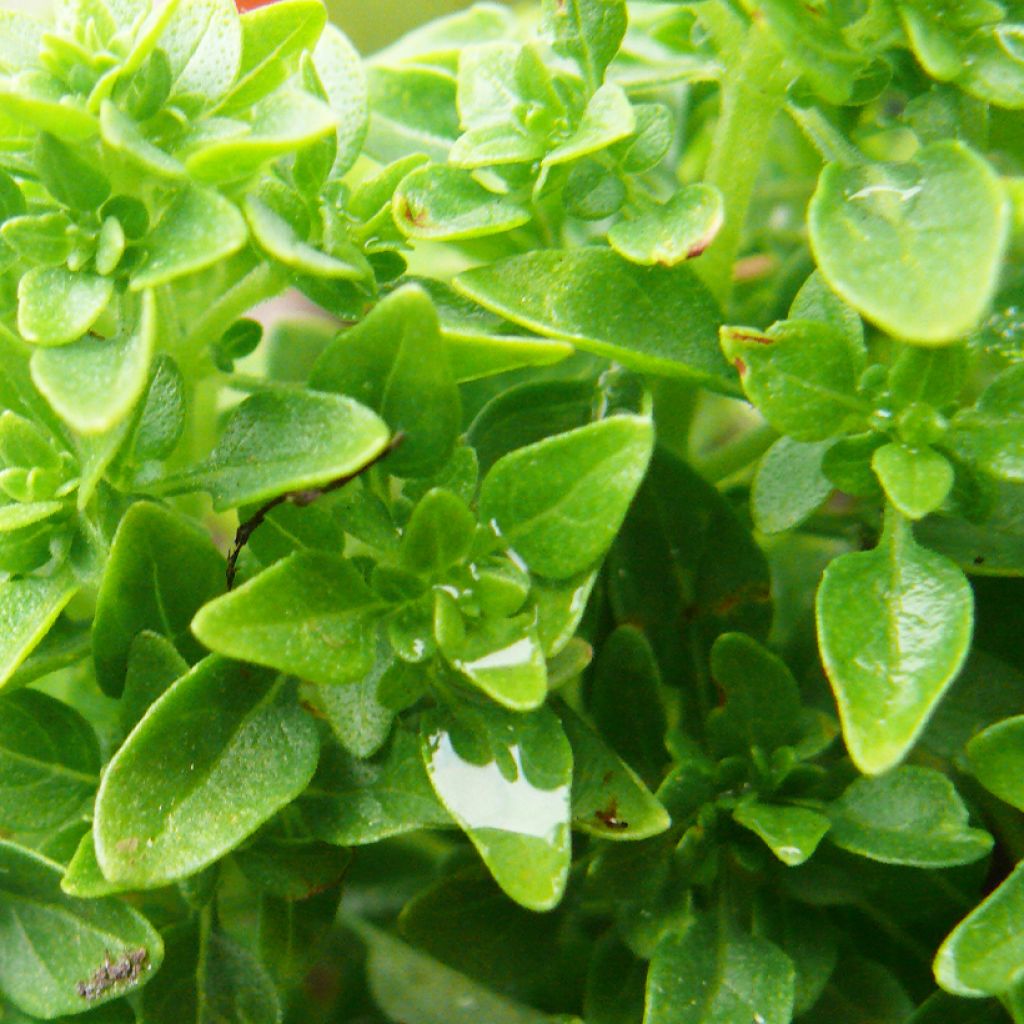 Manjericão Aristóteles