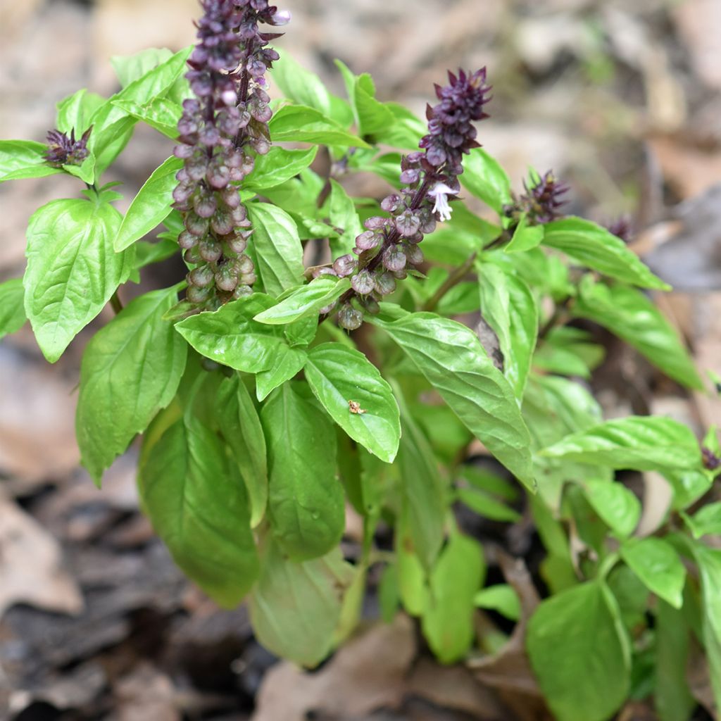 Manjericão-canela Cinamonette