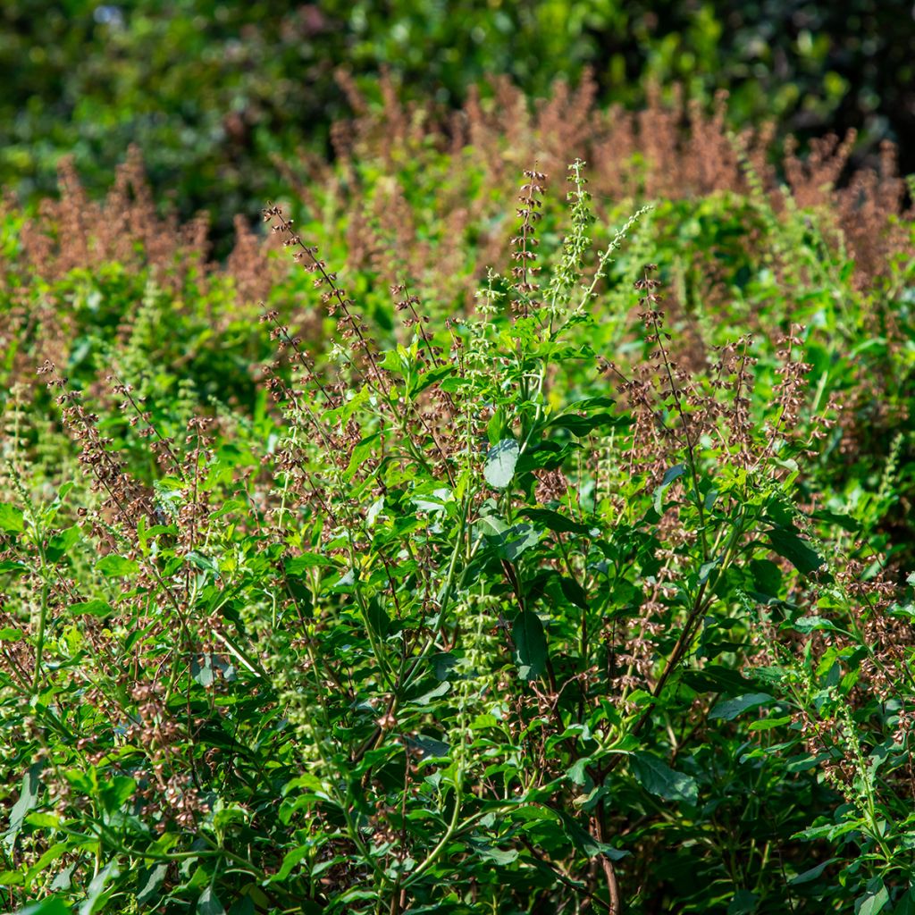Manjericão-canela Cinamonette