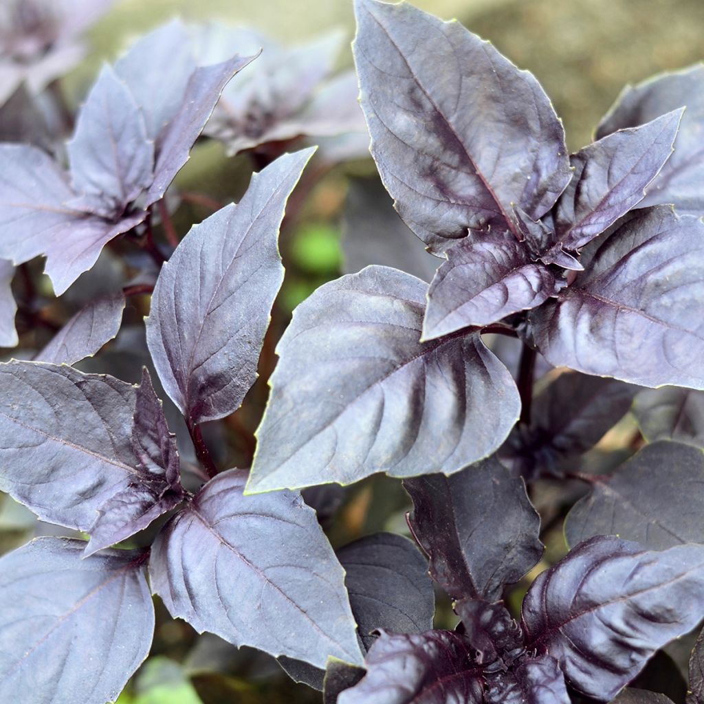 Manjericão Dark Opal