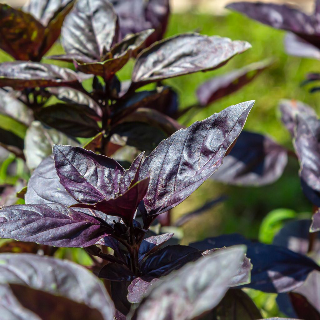 Manjericão Dark Opal