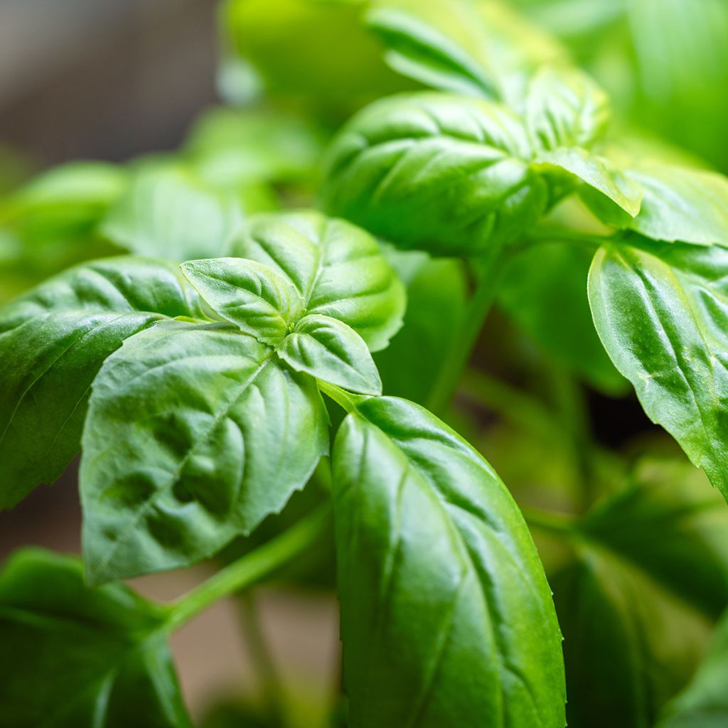 Manjericão Genovese Bio