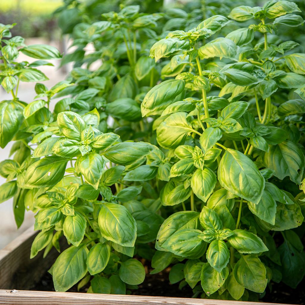 Manjericão Genovese Bio