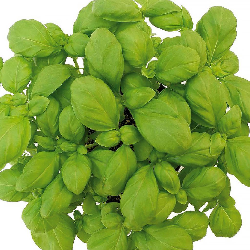 Manjericão-genovês Loki Bio