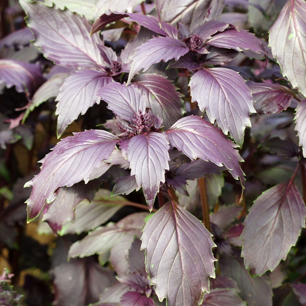 Manjericão Spice Boys Ararat sementes