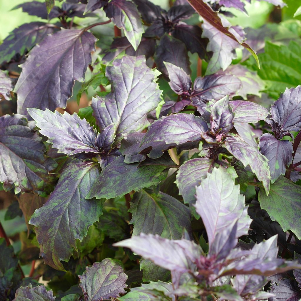 Manjericão Spice Boys Ararat sementes