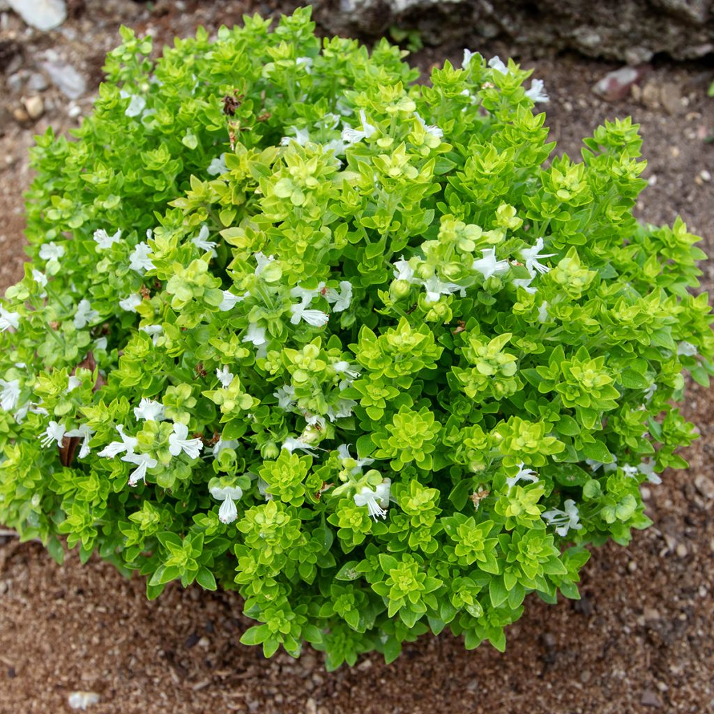 Manjericão Spice Boys Spicy Globe