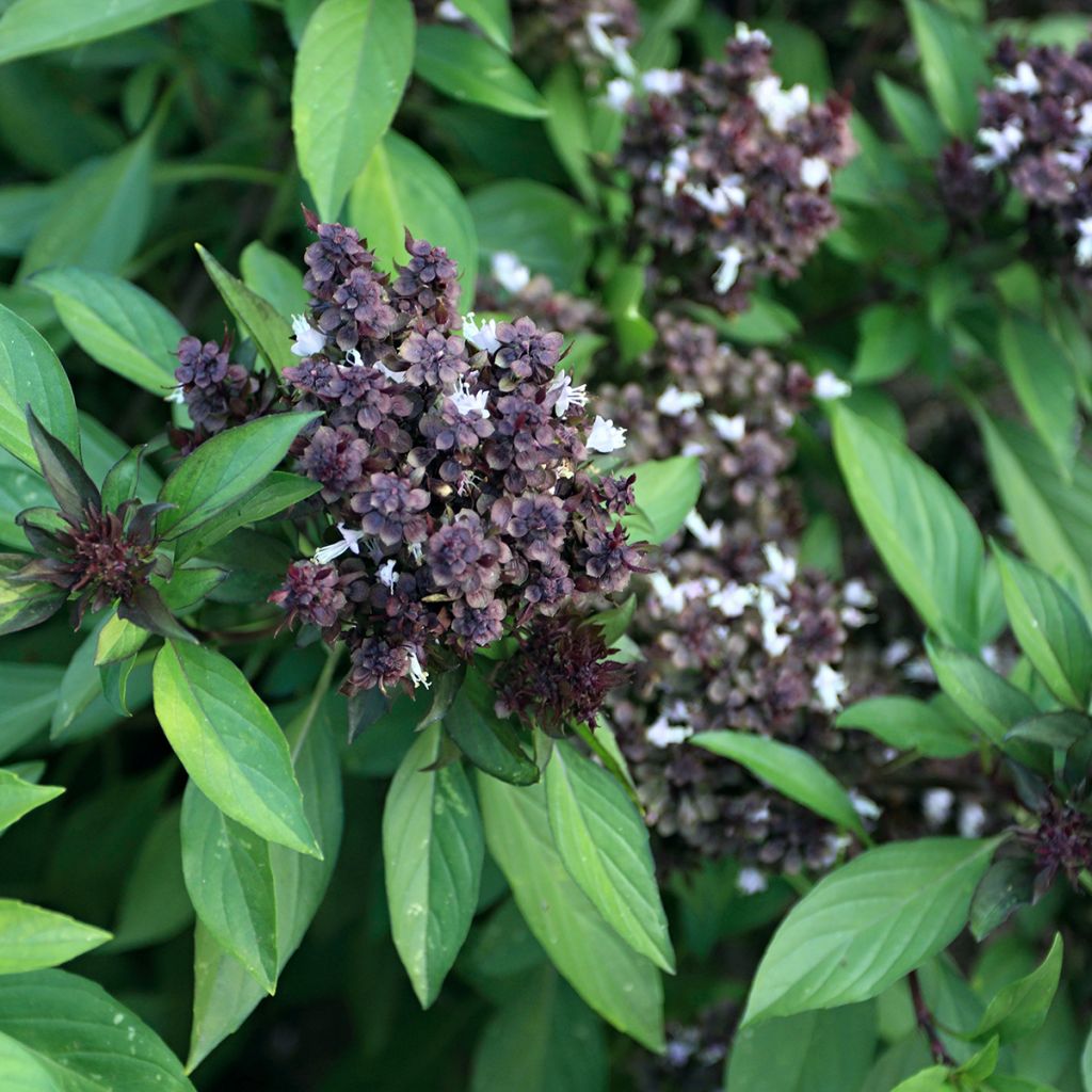 Manjericão tailandês Siam Queen