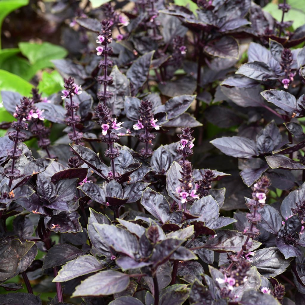 Manjericão Dark Opal