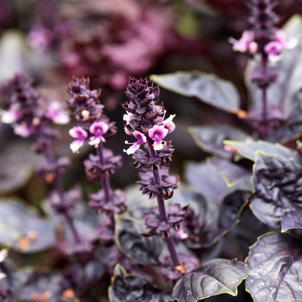 Manjericão Dark Opal