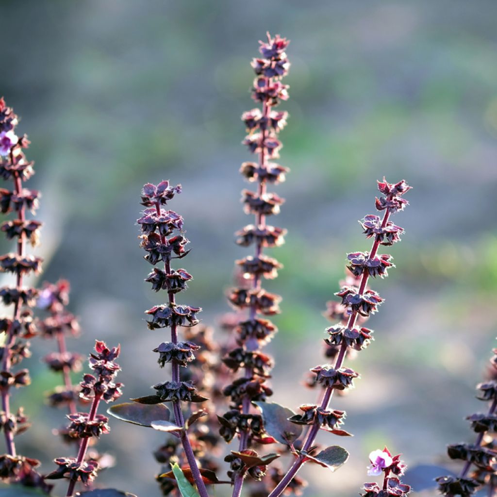 Manjericão Dark Opal