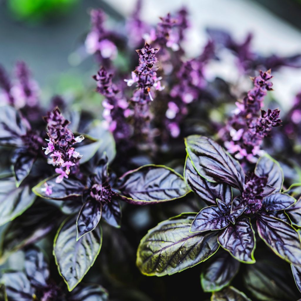 Manjericão Dark Opal