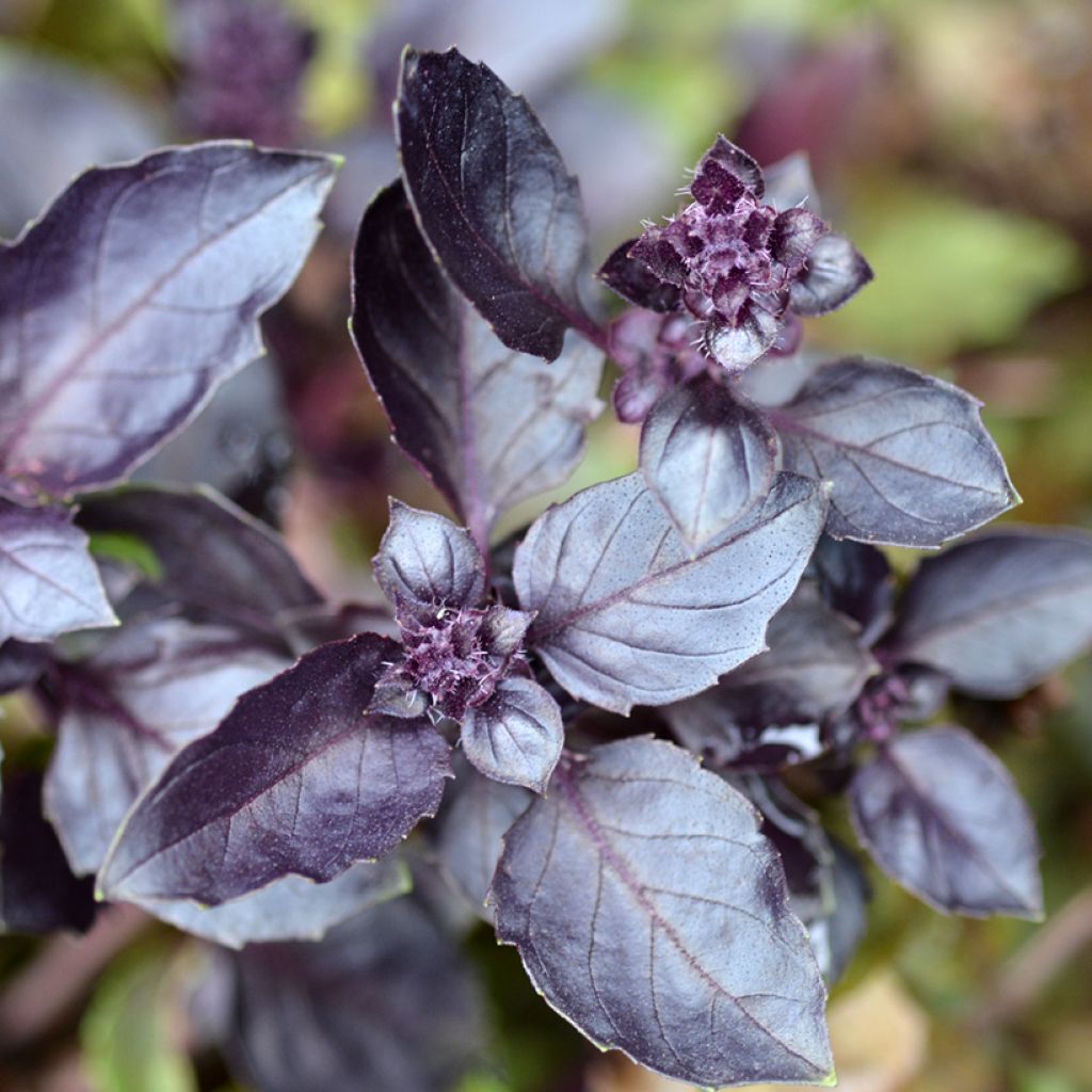 Manjericão Dark Opal