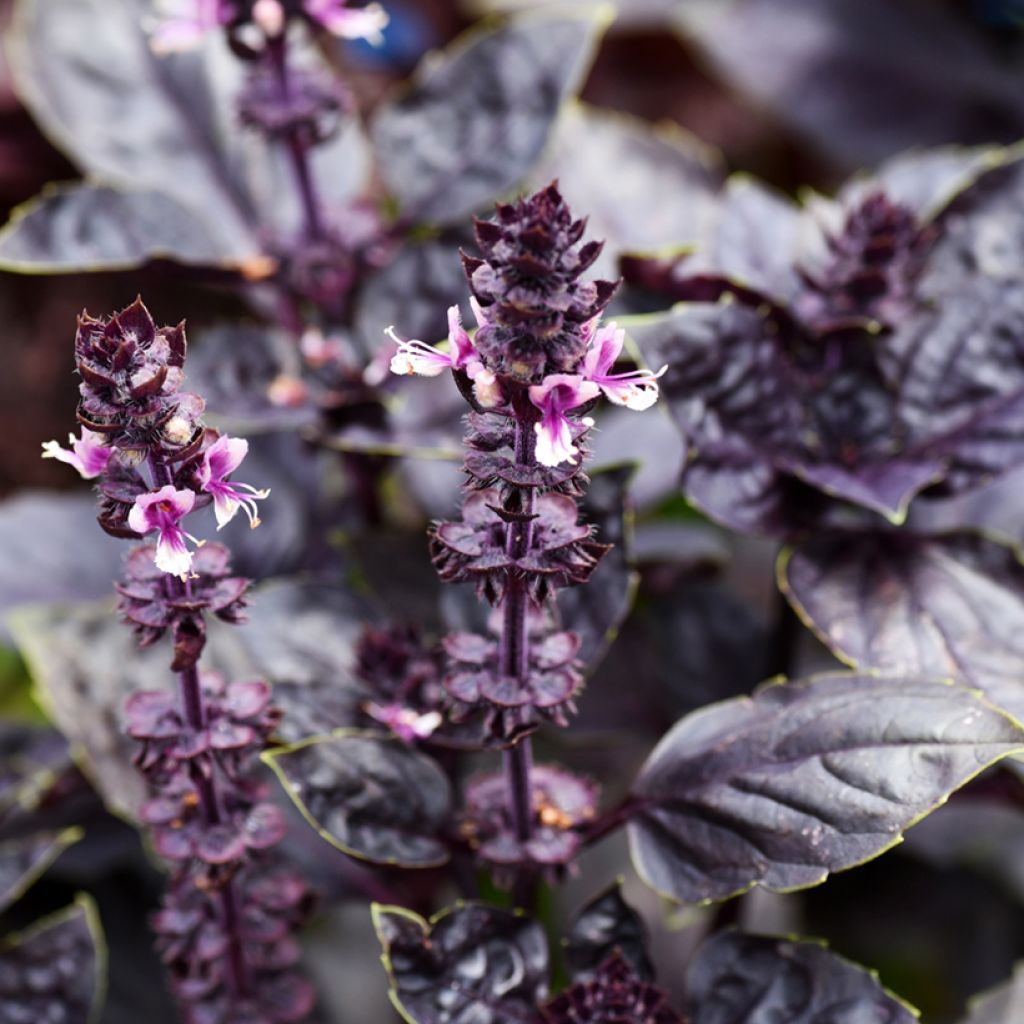 Manjericão Dark Opal