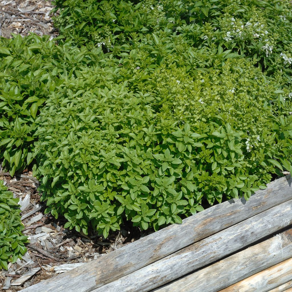 Manjericão anão compacto verde fino