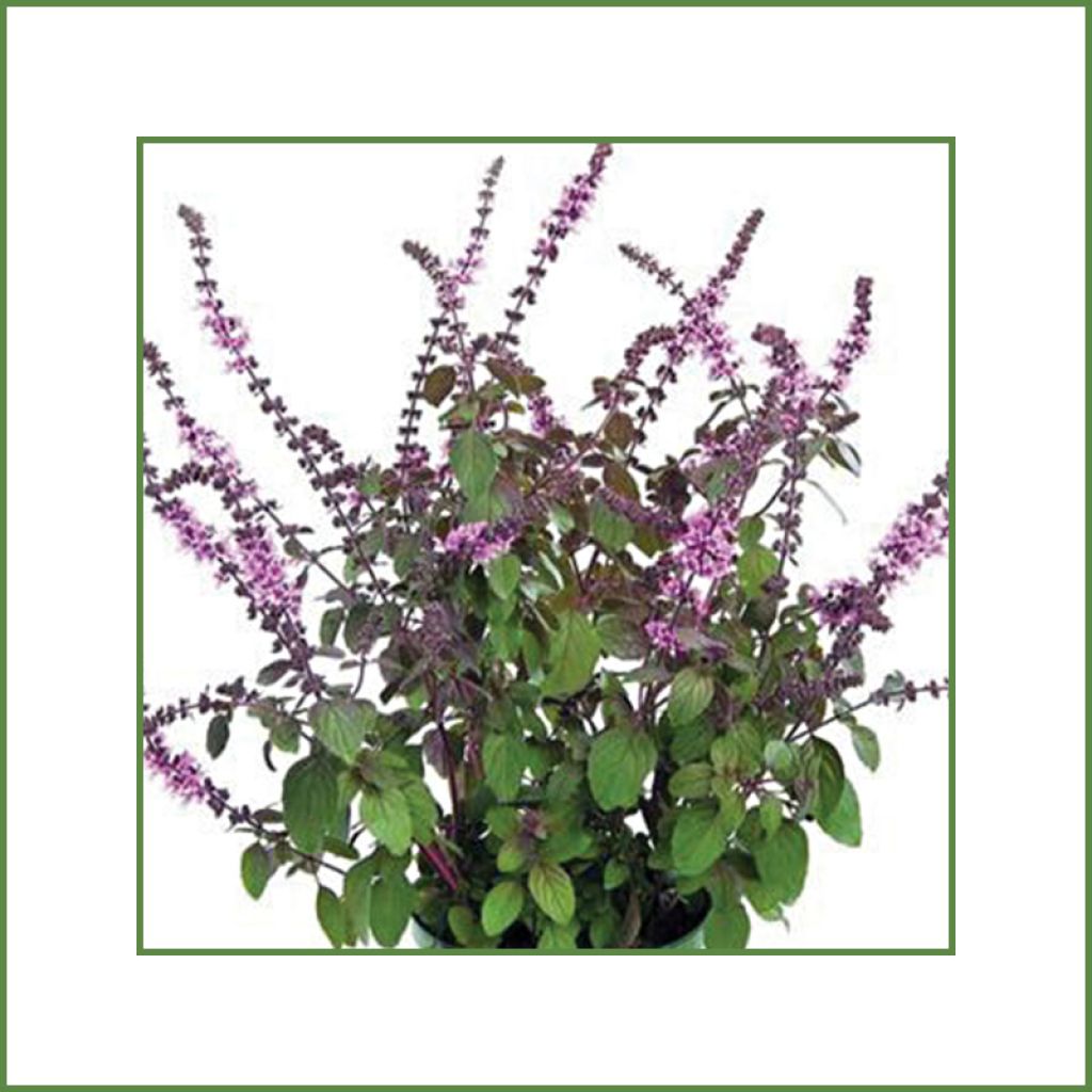 Manjericão perene Magic Mountain plantas joivens