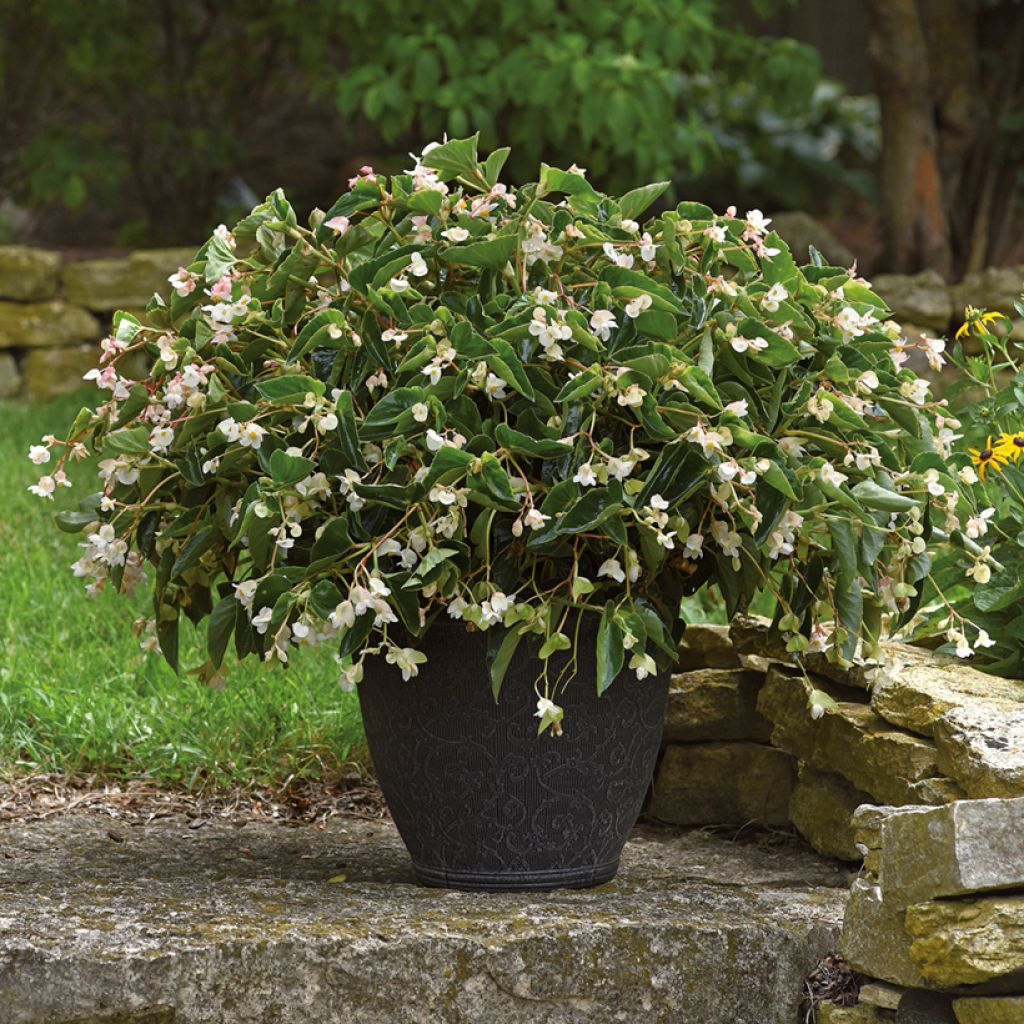 Begónia Dragon Wing White