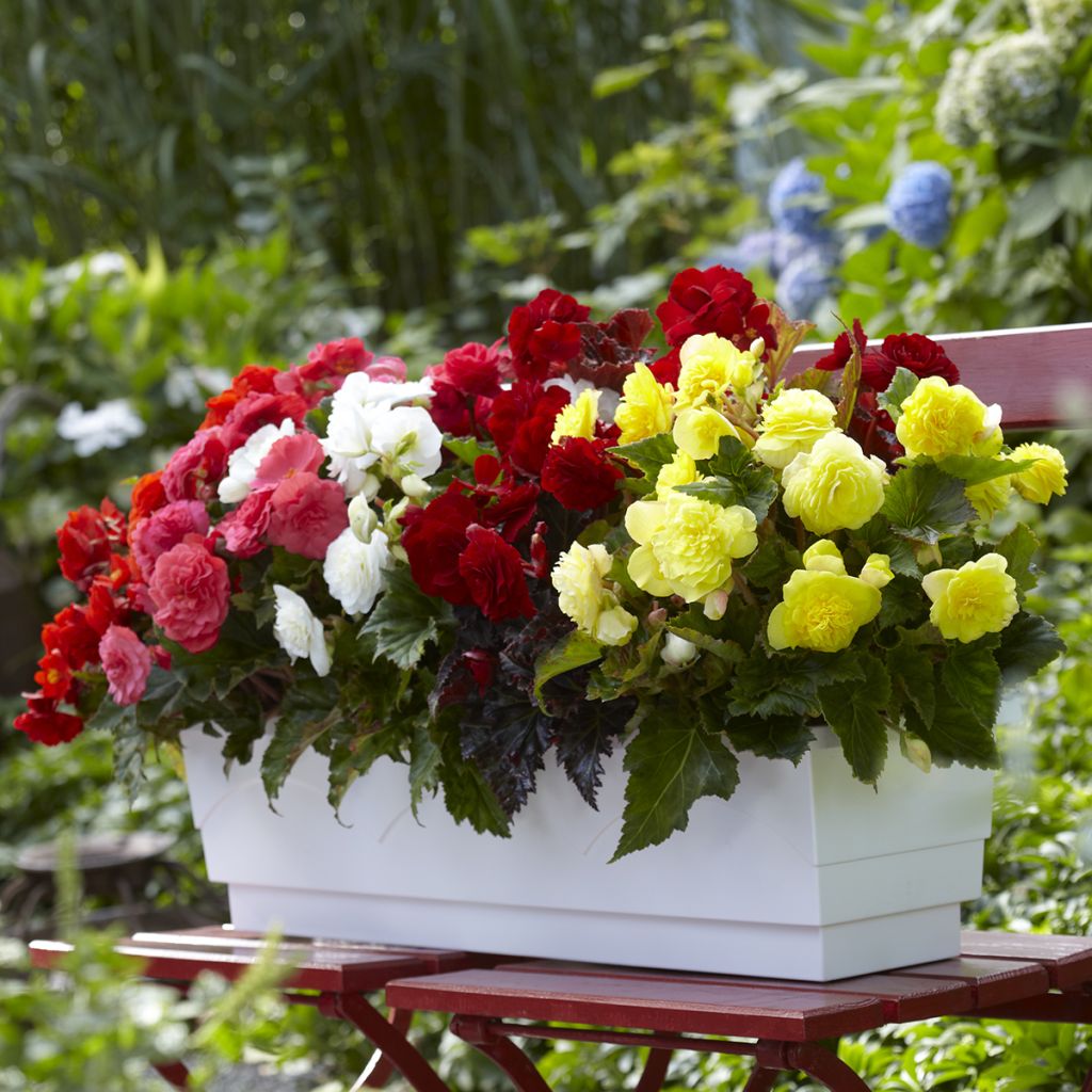 Begónia tuberosa Maxima mix 6 cores