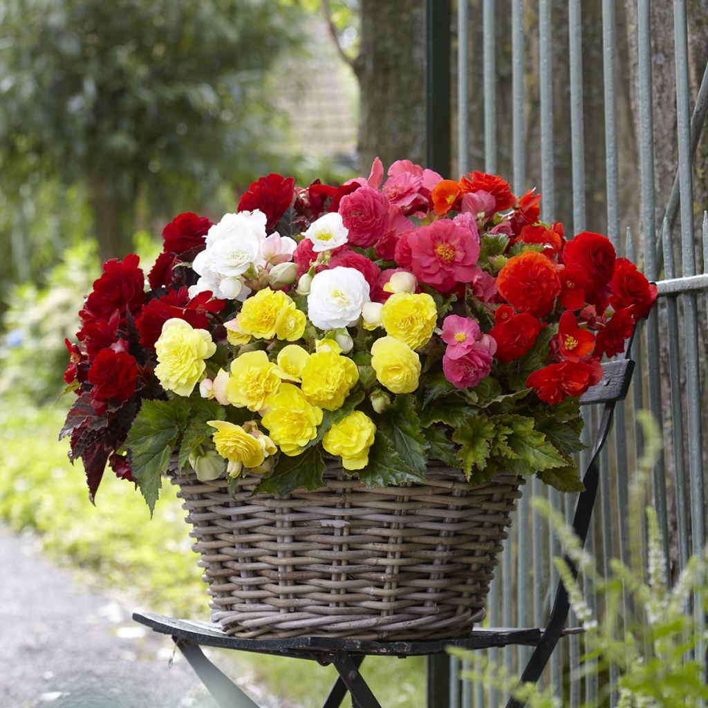 Begónia tuberosa Maxima mix 6 cores