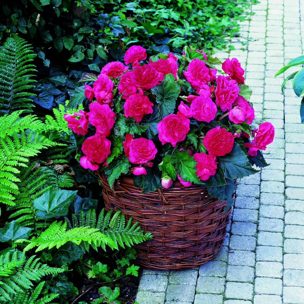 Begónia tuberosa Multiflora Maxima Rosa