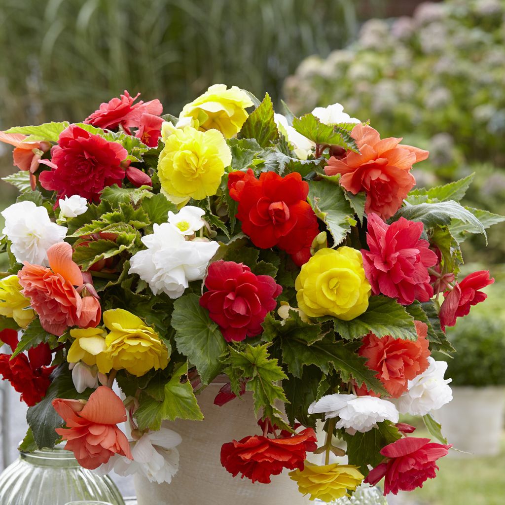 Begónia tuberosa Pendula mix Colour