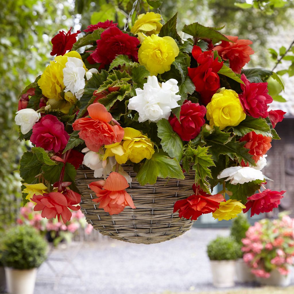 Begónia tuberosa Pendula mix Colour