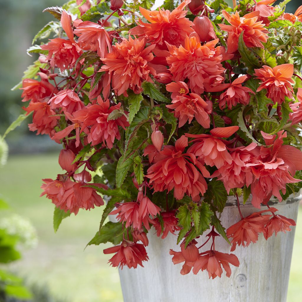 Begónia tuberosa Salmon