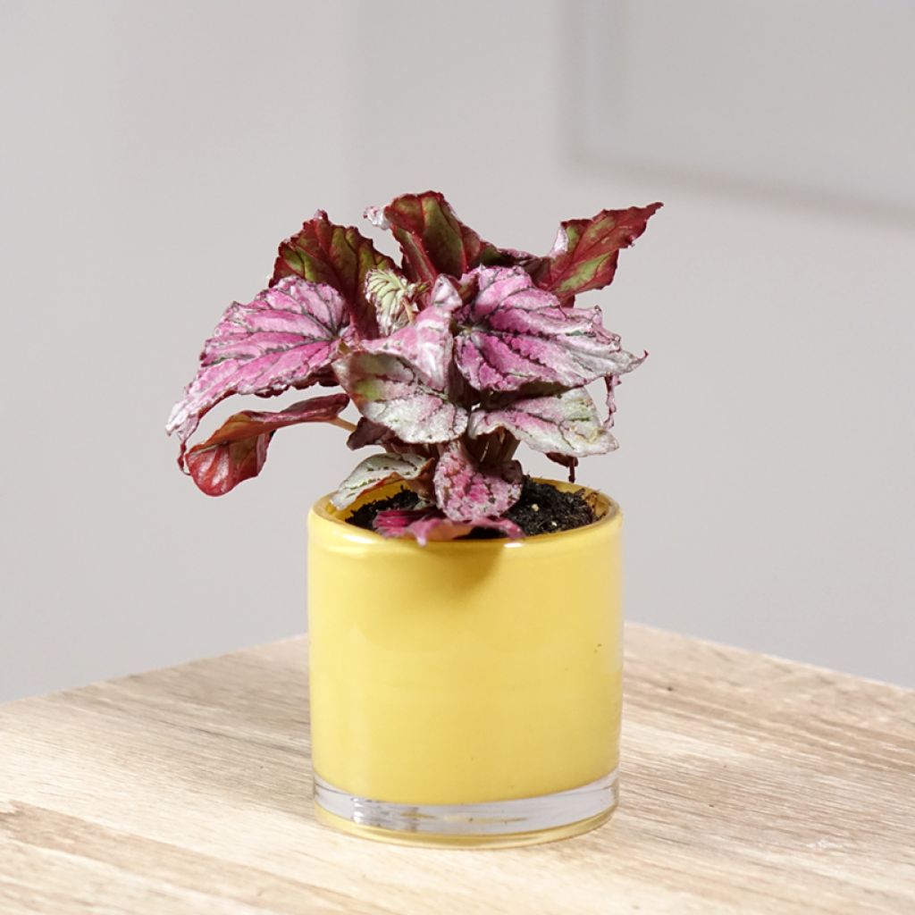 Begónia Hugh McLauchlan