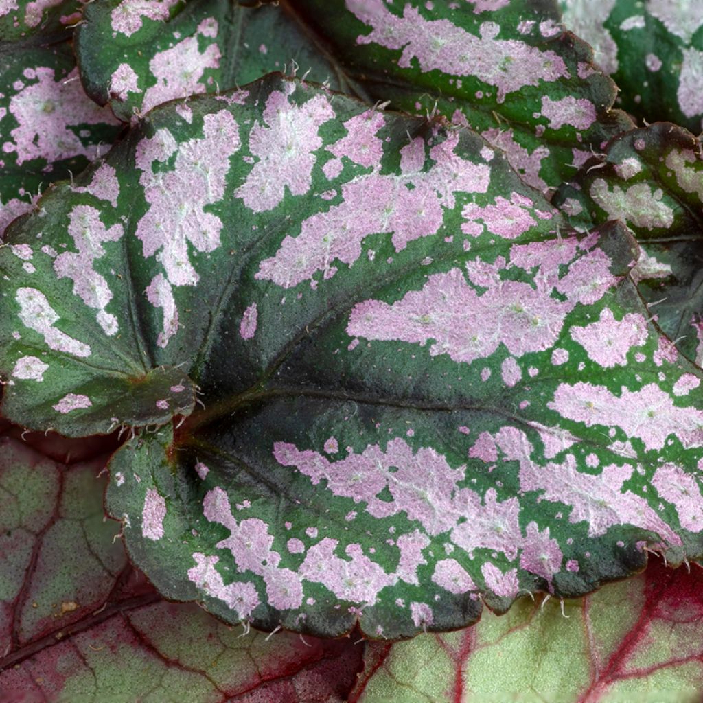 Begónia Hugh McLauchlan