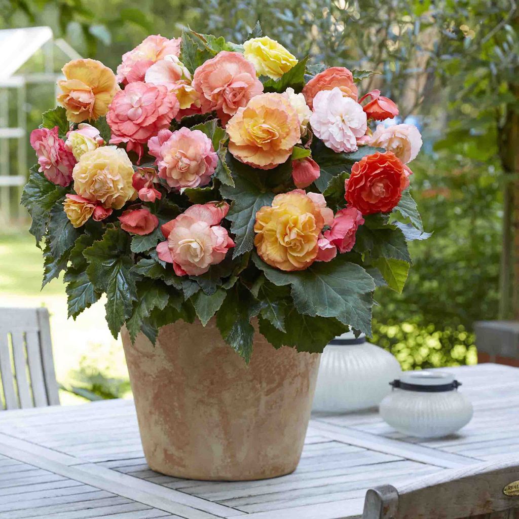 Begónia tuberosa Superba Bolero