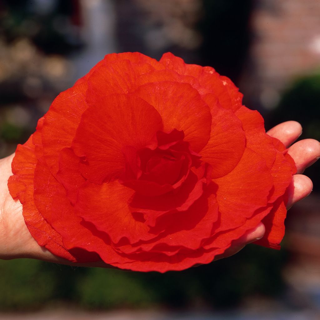 Begónia tuberosa Superba Vermelho