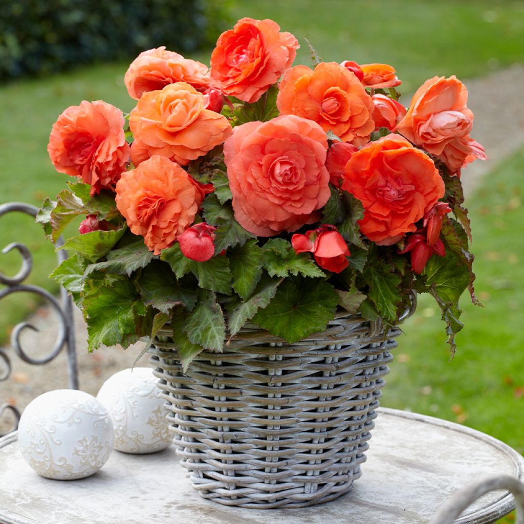 Begónia tuberosa Superba Salmon