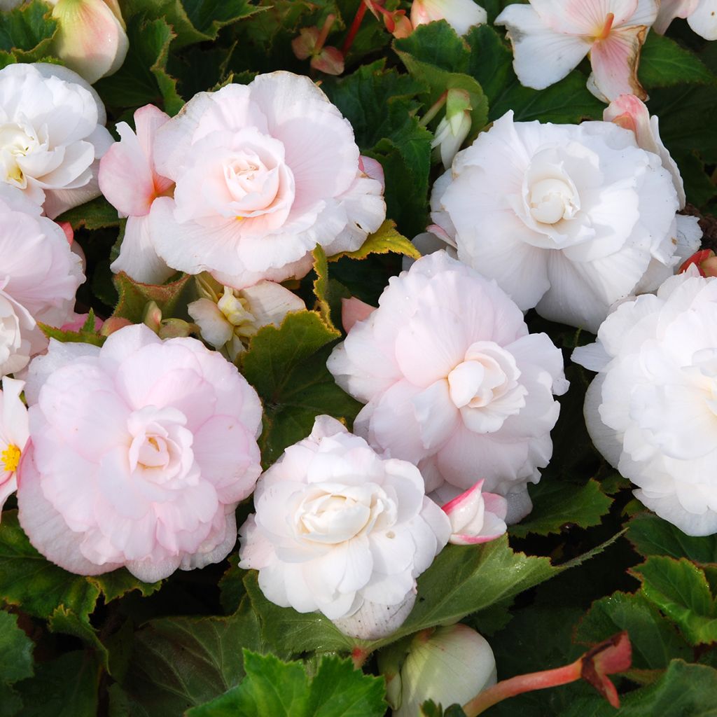 Begónia tuberosa Superba Branco