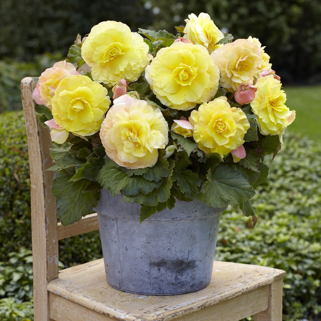 Begónia tuberosa Superba Yellow