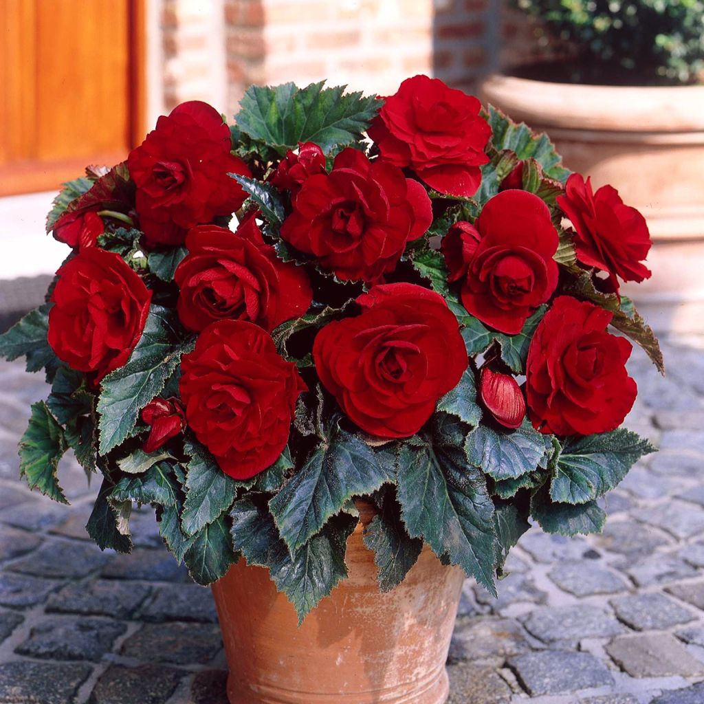 Begónia tuberosa Dark red