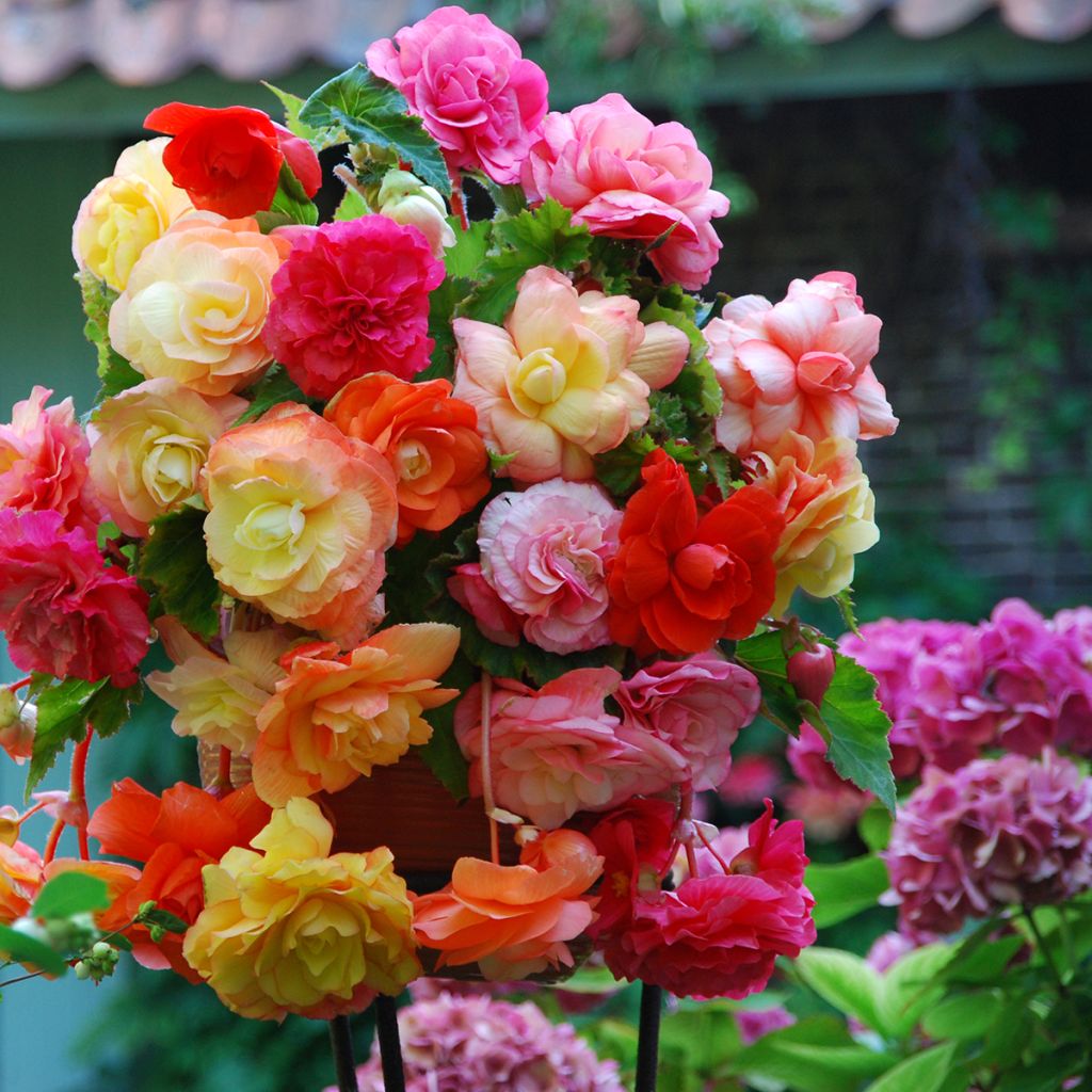 Begónia tuberosa Splendide mix 3 cores