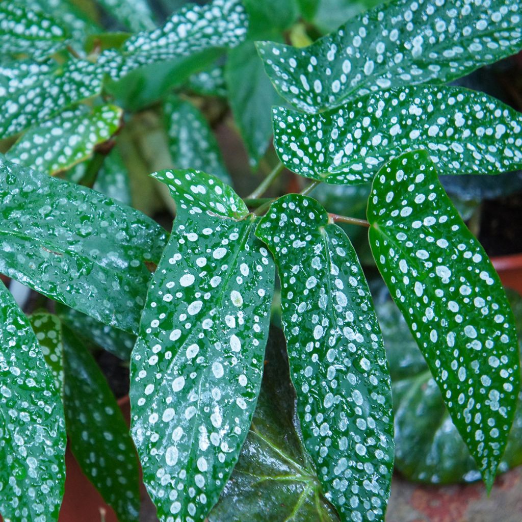 Begonia Wings Albopicta - Begónia-bambu